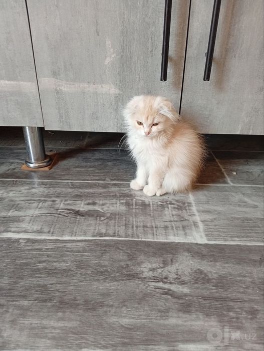 шатлански кошка девочка