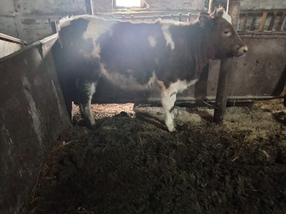 Продаём   тёлочку