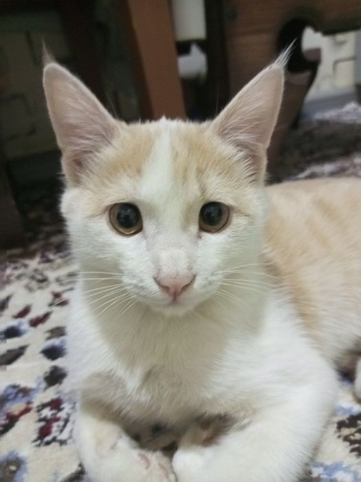 Отдадим в добрые руки