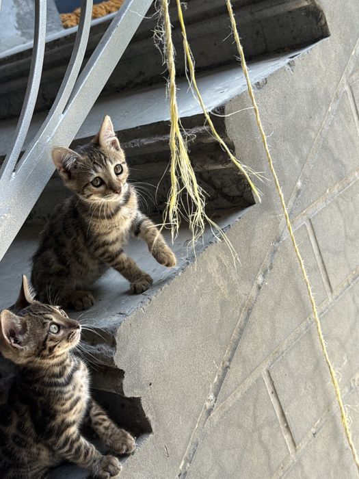 Бенгалский котята