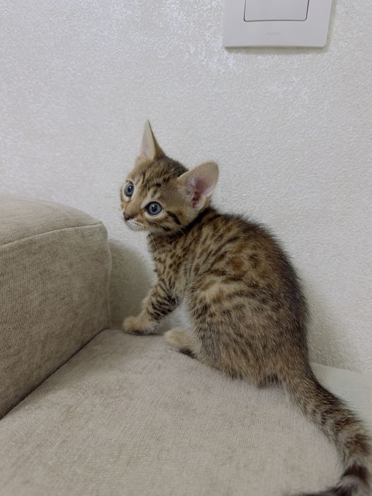 Отдам в хорошие руки котят