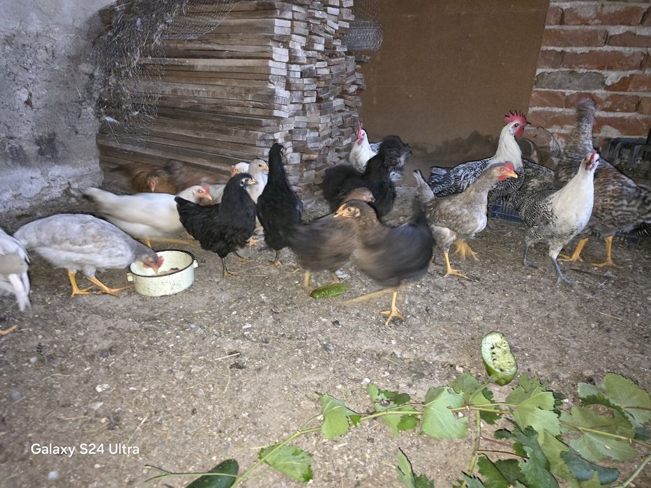 Новоизлюпени пиленца от инкубатор