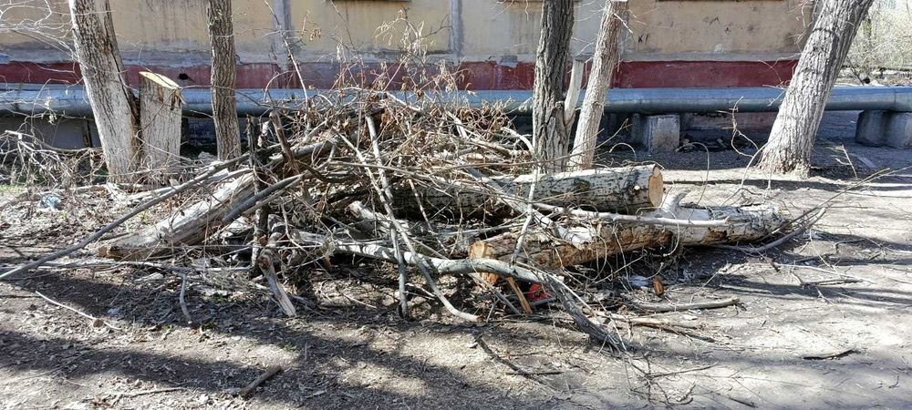 Дрова, спиленное дерево