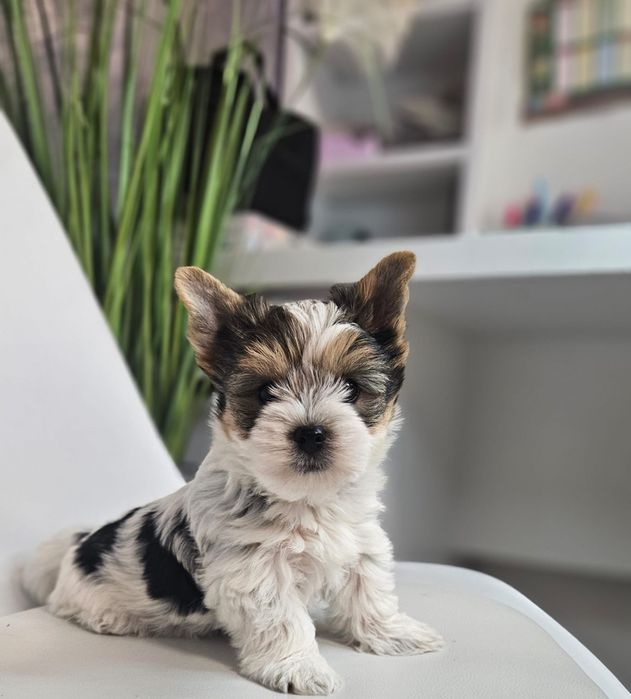 Baietel yorkshire terrier Biewer!