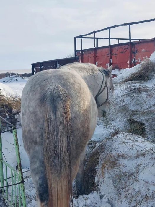 Продам жеребца.