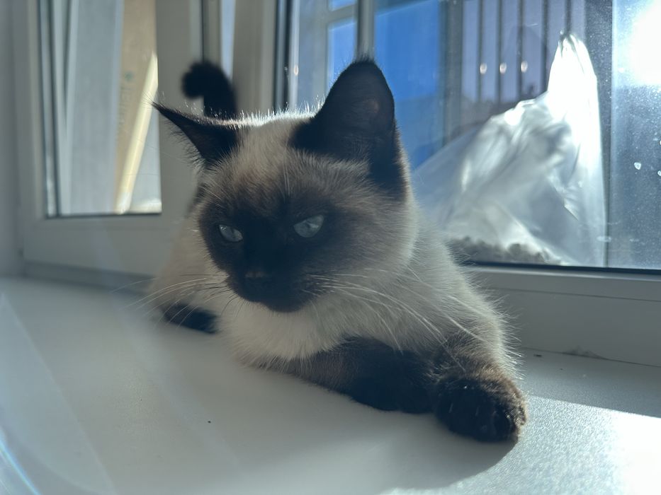 Сиамская кошка!!