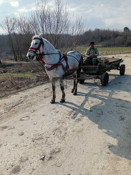 Iapa blanda si invatata si in unu si in doi