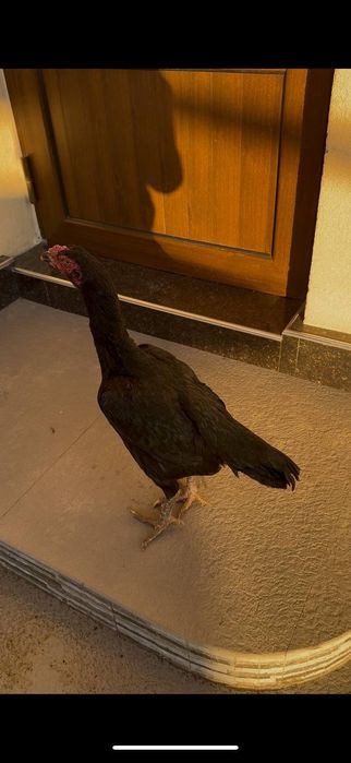 Dakan tovu sotilad yiri