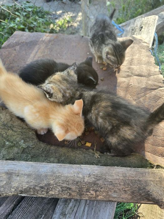 Подаряват се малки котета