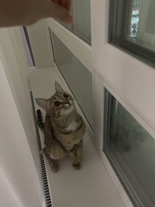 Ищем дом для нашей кошки