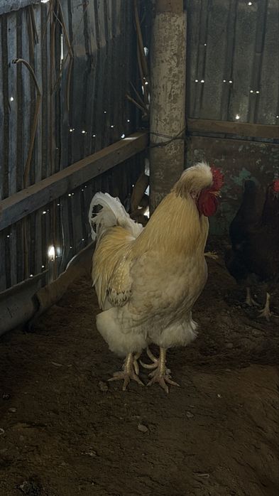 Қораз,сатылады……