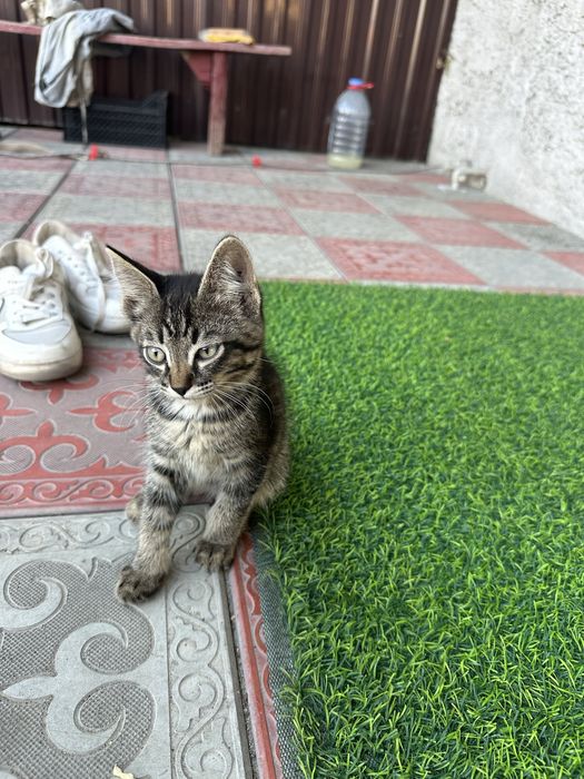 Котята девочки поможем со стерилизацией