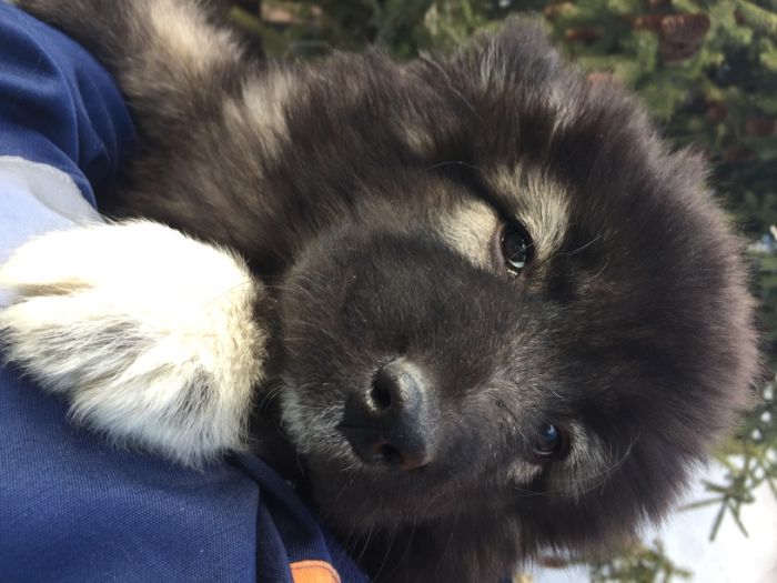 щенки кавказской овчарки