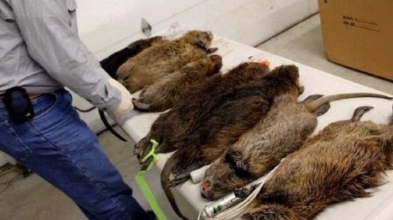 Уничтожение. дезинфекция. илон. чайонларни. йок килиш хизмати змея.