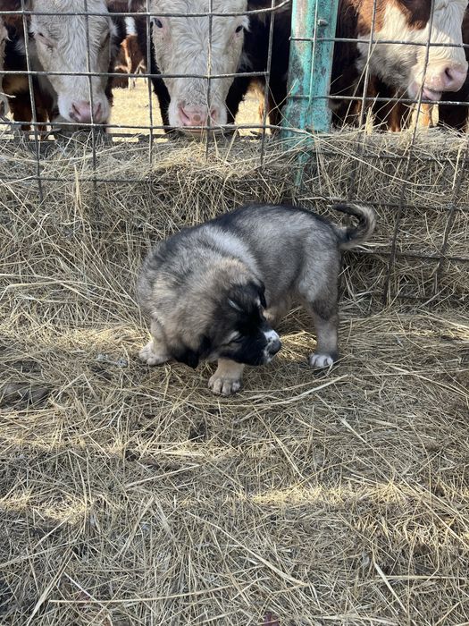 Продам щенят Кангал