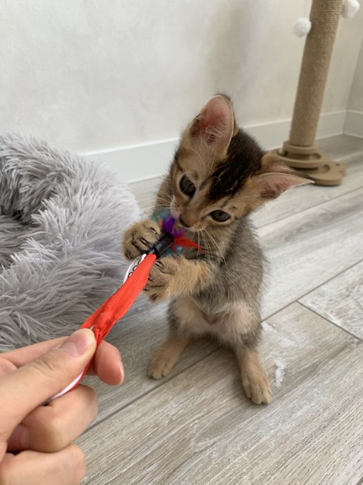 Абиссинские котята