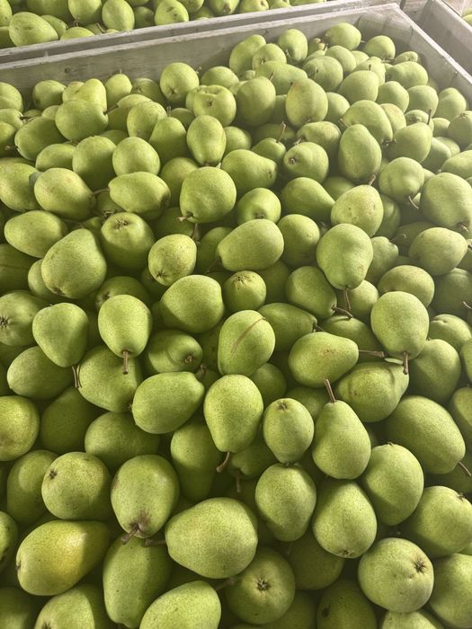 Pere lucas calibrul 65/95