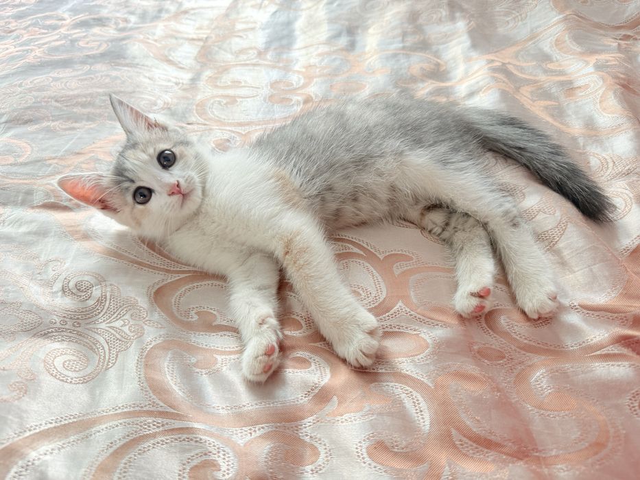Кошка трехцветная