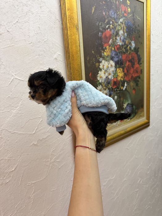 Йоркширски териер мини мъжки йорки