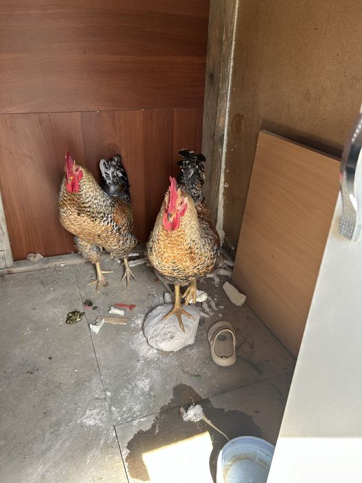 Питухи молодые крассивые