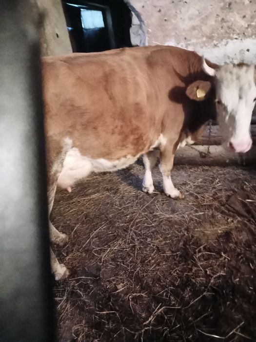 Vaca baltata romanesca