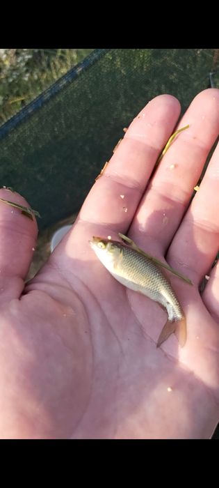 Puiet crap Salonta și crap romanesc. Scoatem și iarna puiet !!!