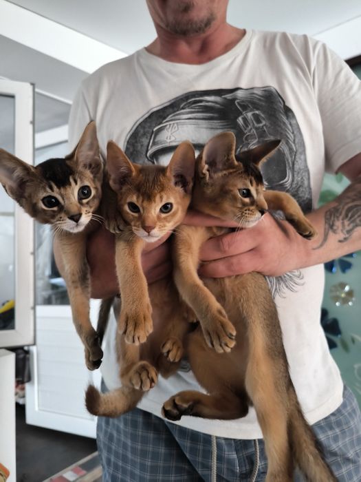 Кошка абиссинская