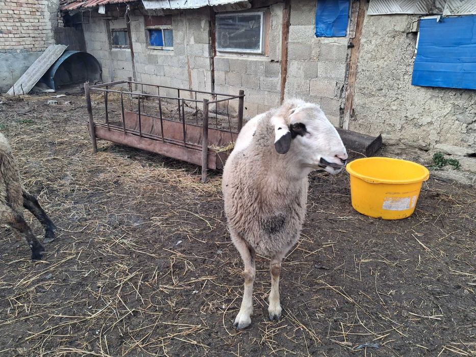 Продавам коч на първо мърливо