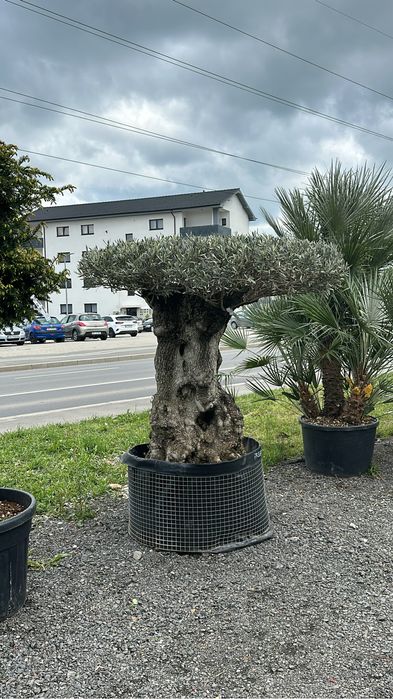 Tuia brazi catalpa artari tei mesteacan maslini pom-pom spirale bosai