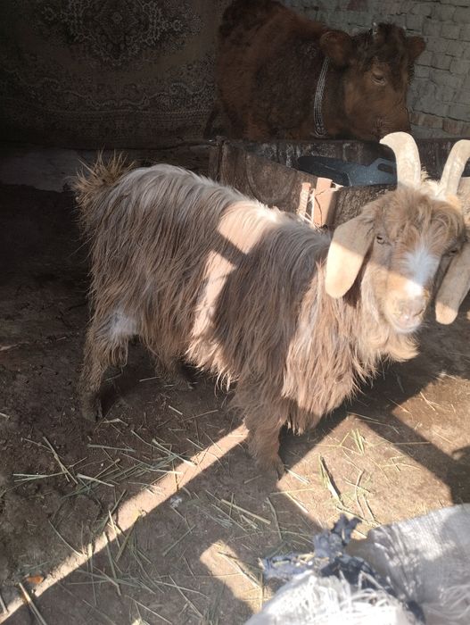 Бугоз ечки сотилади