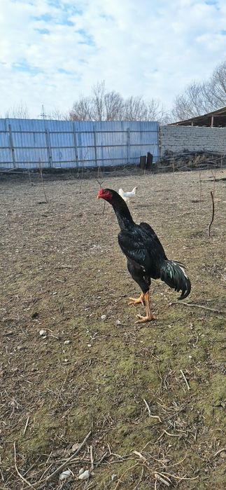 Jujalar maydi oxirida chiqqan hamma joyi sog 600000 mingdan