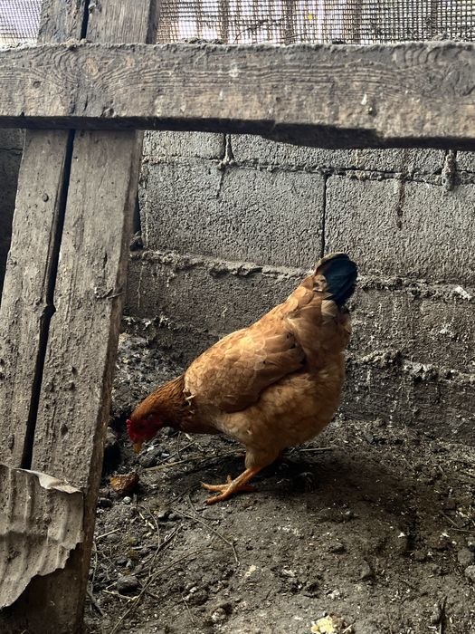 продам домашних кур