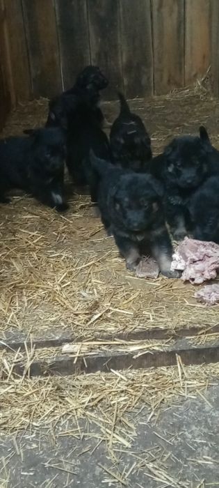 Щенки немецкой овчарки