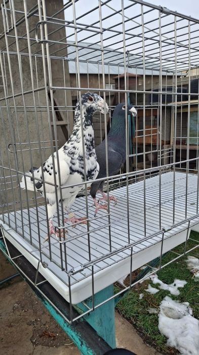 Голуби красивые..