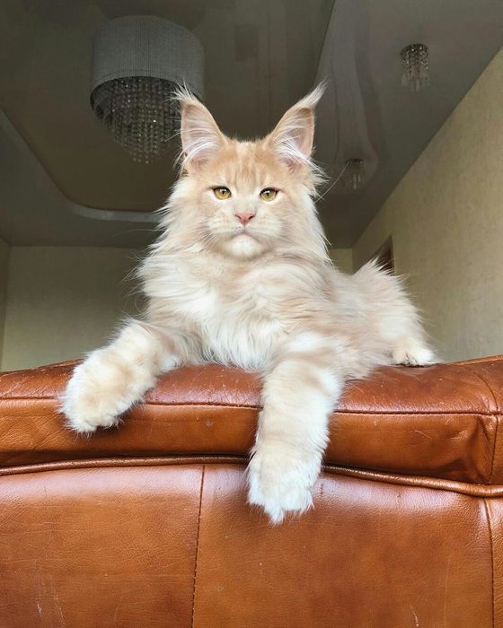 ПЕРСИКОВЫЙ КОТИК ! Мейн- кун - Крем