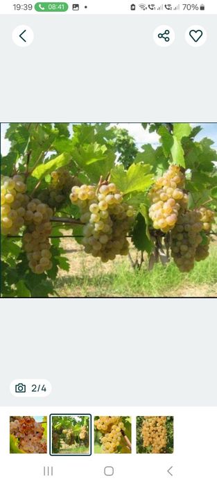Struguri de vin direct din vie din Vrancea