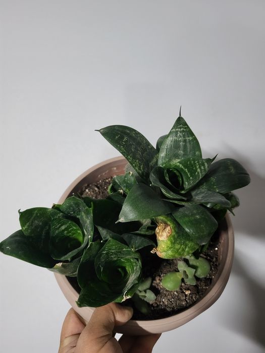 Комнатные цветы 2500 т и выше.