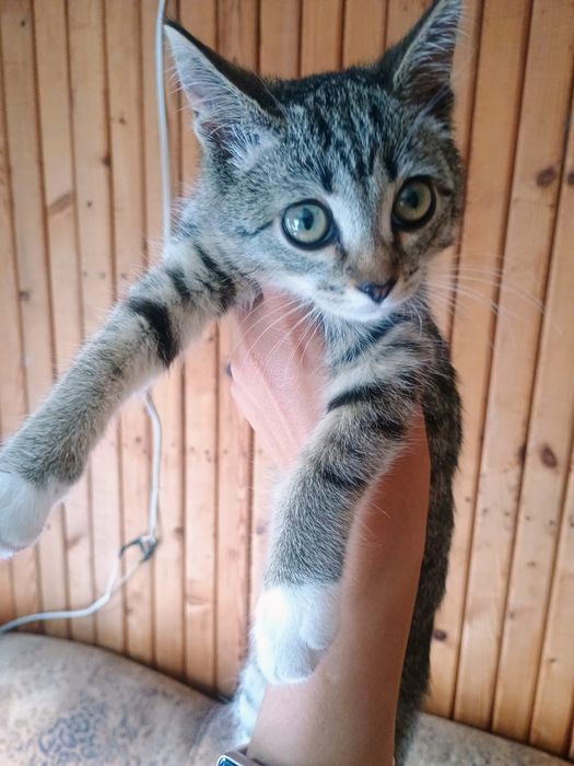 Отдам котенка в добрые руки