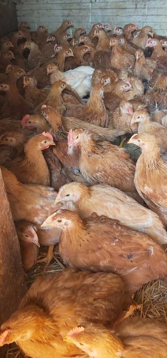 Ferma de pui vacareni