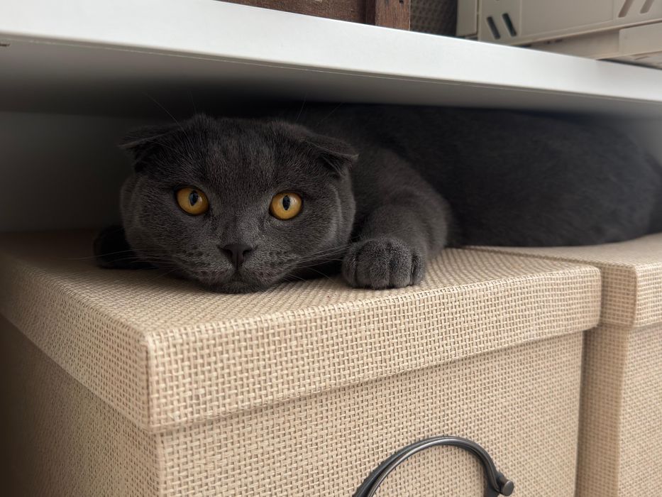 Pui Scottish Fold