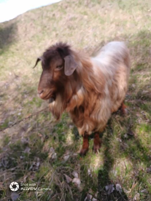 Vând țap tanar de tăiere sau monta..