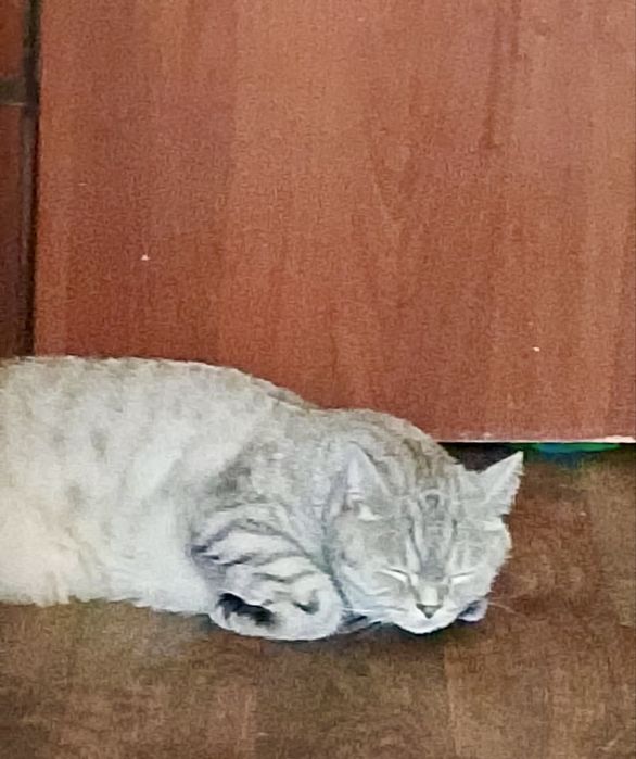 Кот шотландец бесплатно