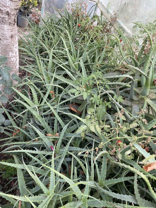 Vand aloe vera frunze si ghiveci