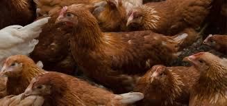 Vand puicute ouătoare / gaini rosi de ouat bune pentru casa omului