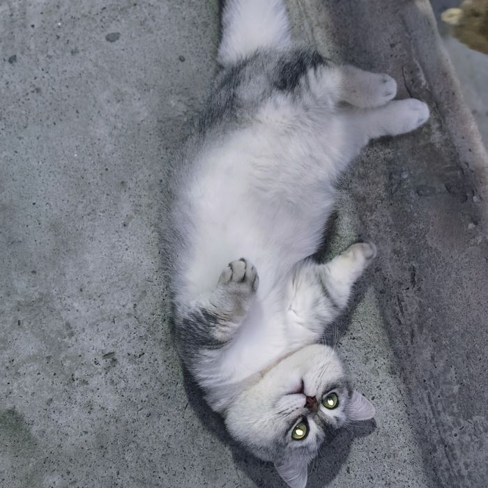 Vyazka Manchikin qiz mushuklani taklif qiladi.