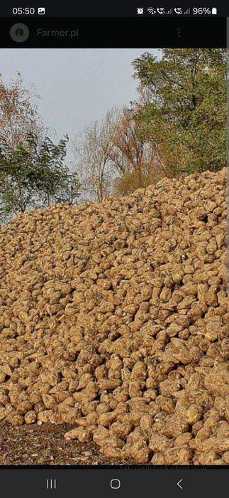 Vând sfeclă 60 tone