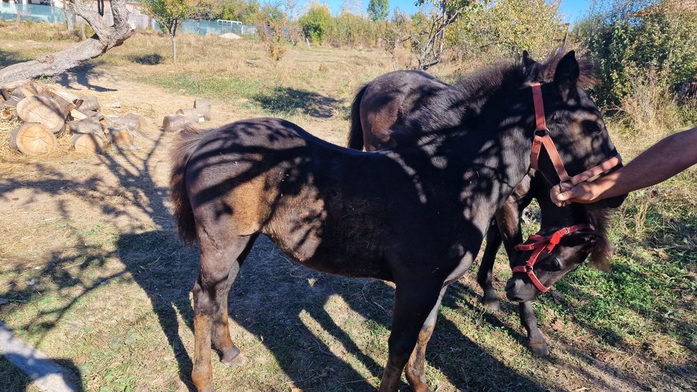 Mânză de vânzare  .
