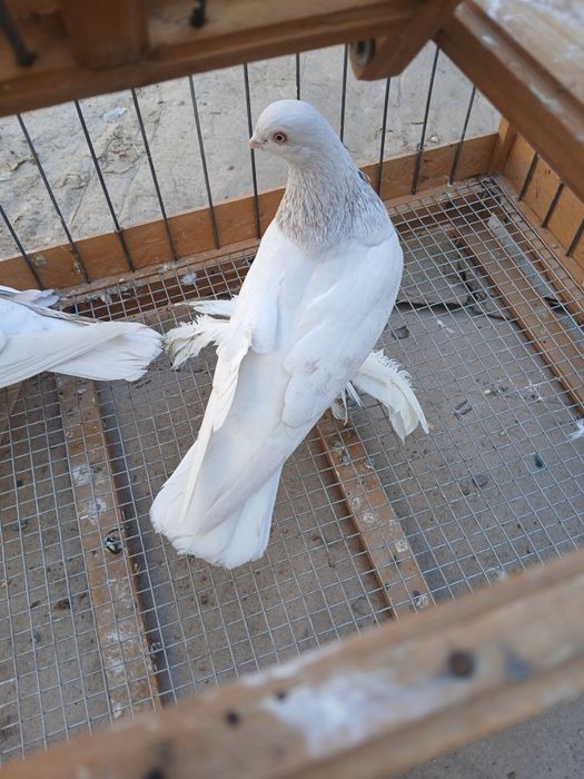 Голубь сиреневые тасманы