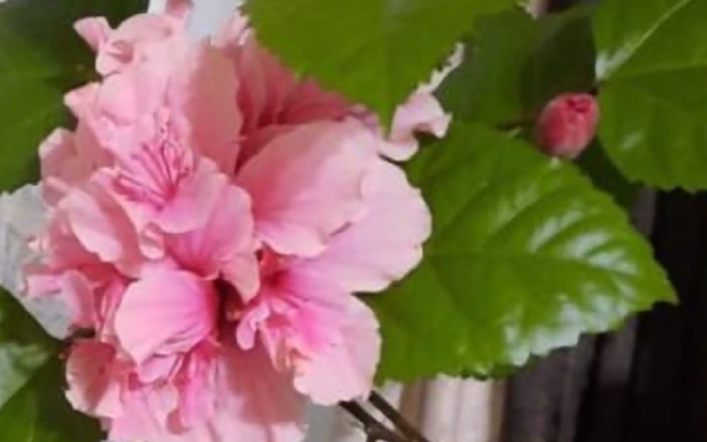 Гибискус  Гибискус