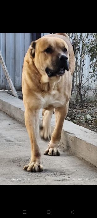 Продам взрослого Алабая!